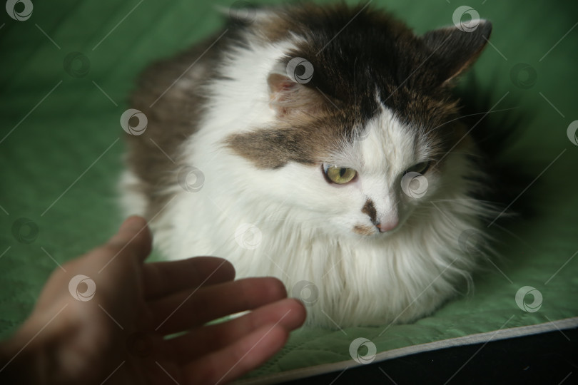 Скачать Черно-белый домашний кот лежит фотосток Ozero