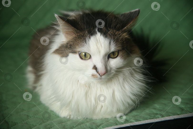 Скачать Черно-белый милый домашний кот фотосток Ozero