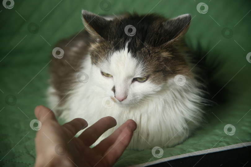Скачать Черно-белый домашний кот и рука человека, тянущаяся к нему фотосток Ozero