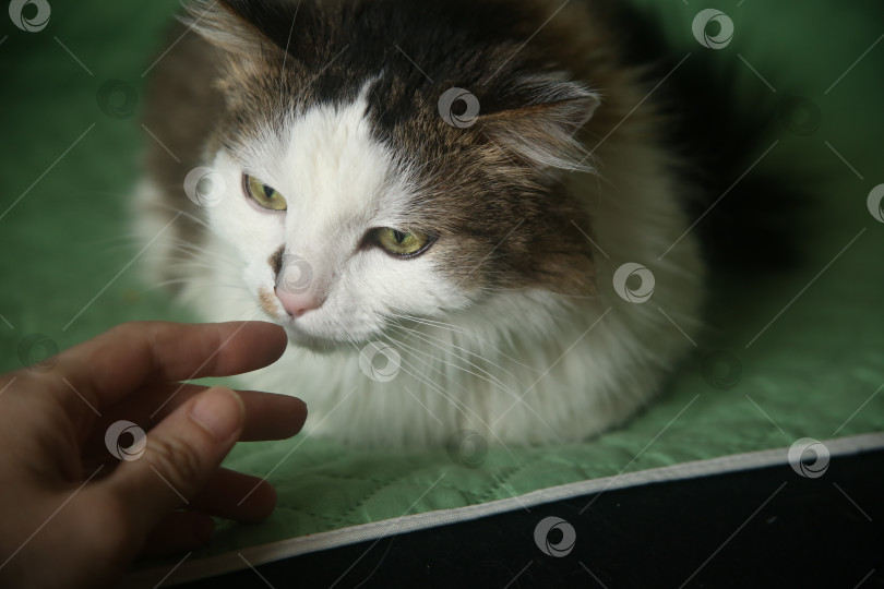 Скачать Черно-белый кот и рука фотосток Ozero