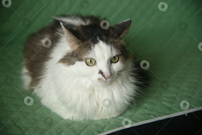 Скачать Черно-белый милый домашний кот фотосток Ozero