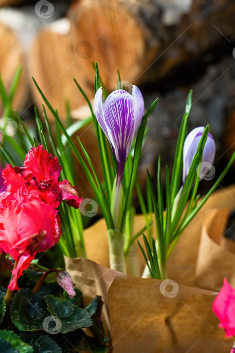 Скачать Красивый полосатый фиолетовый крокус пиквик и розовый цветок цикламена в бумажной обертке. Весеннее садовое растение с зелеными листьями для цветочного магазина и питомника. фотосток Ozero