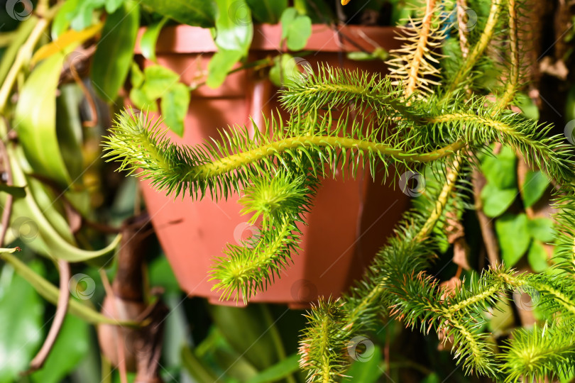 Скачать Редкое растение huperzia squarrosa с зелеными игольчатыми листьями в горшке. Экзотический эпифитный кистевидный папоротник, также известный как lycopodium squarrosum, крупным планом. Яркая тропическая листва. фотосток Ozero