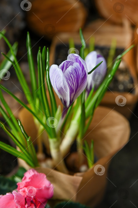 Скачать Красивый полосатый фиолетовый крокус пиквик, цветущий в горшке на цветочном рынке. Весенний крокус вернус с зелеными листьями продается в цветочном магазине. фотосток Ozero