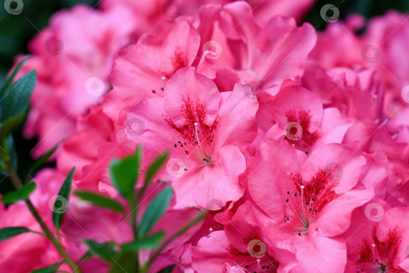 Скачать Ярко-розовая японская азалия в цвету с зелеными листьями. Красивый весенний рододендрон крупным планом на фоне природы. Цветочный сад. фотосток Ozero