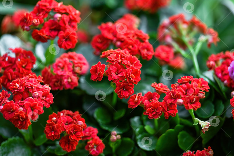 Скачать Красное растение каланхоэ блоссфельдиана в цвету. Яркий цветок Кэти с зелеными сочными листьями. Прекрасный цветочный фон для весны или лета. фотосток Ozero