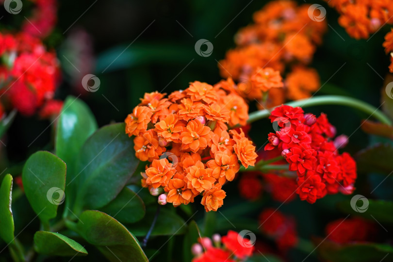 Скачать Оранжево-красное растение каланхоэ блоссфельдиана в цвету. Яркий цветок Кэти с зелеными сочными листьями. Красивый цветочный рисунок крупным планом для природного декора. фотосток Ozero