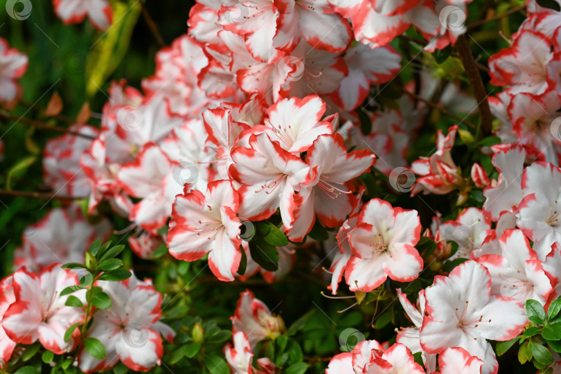 Скачать Яркая белая и красная азалия японская в цвету на весеннем фоне. Красивый индийский рододендрон в саду. Естественный летний цветочный фон. фотосток Ozero