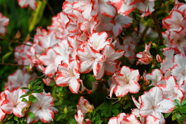 [object Object] undefined