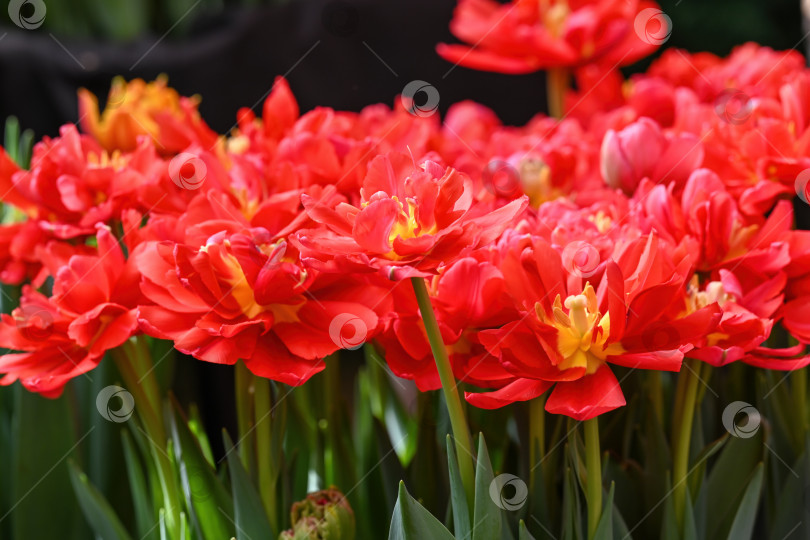 Скачать Ярко-красный пионовидный тюльпан, распускающийся в весеннем саду. Красивое махровое тюльпанное растение с зелеными листьями для создания креативного цветочного фона и идеи декора. фотосток Ozero