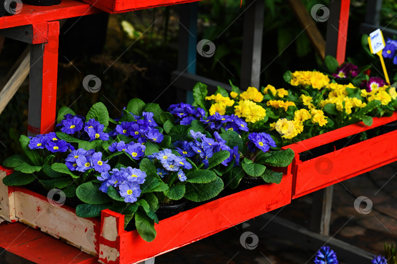 Скачать Синие и желтые примулы цветут в красном деревянном ящике в цветочном магазине. Яркое весеннее растение примула полиантовая в горшке выставлено в питомнике. фотосток Ozero
