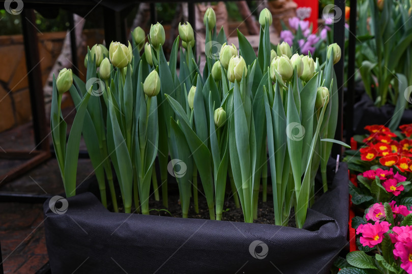 Скачать Креативная идея для весеннего сада с зеленым бутоном тюльпана в черной деревянной коробке. Вид сверху на цветущее растение в горшке для праздничного оформления дома. фотосток Ozero
