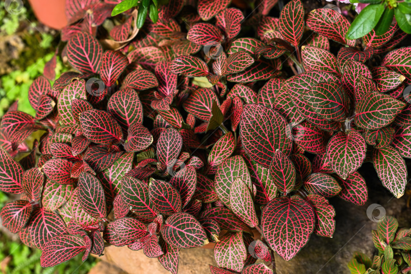 Скачать Небольшое растение фиттония альбивенис с ярко-красными прожилками на темно-зеленых листьях. Мозаичное растение в горшке для домашнего декора. фотосток Ozero