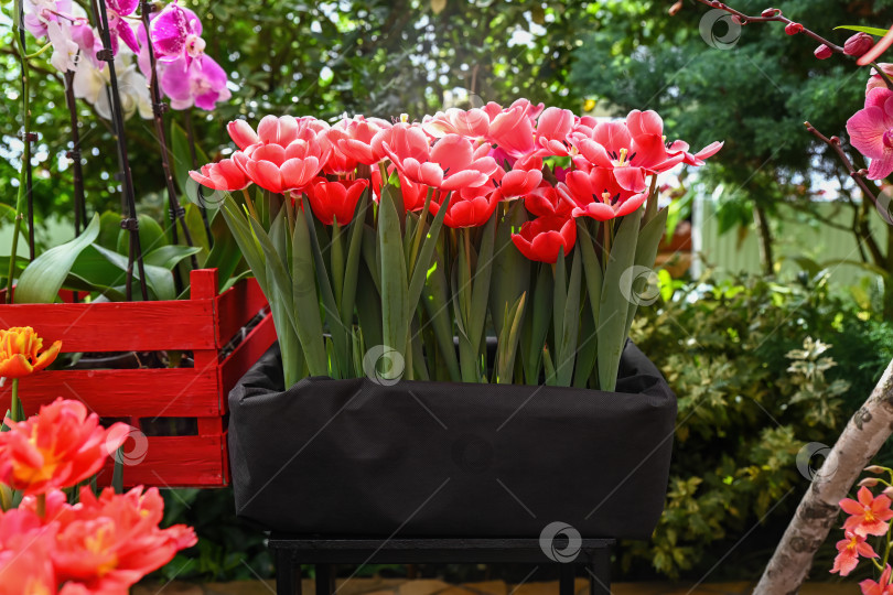 Скачать Ярко-красный цветок тюльпана, распускающийся в черном текстильном контейнере. Красивое весеннее растение с зелеными листьями для креативного садового декора и цветочного дизайна. фотосток Ozero