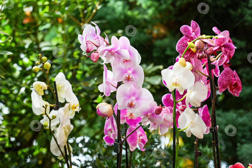 Скачать Креативная идея для весеннего сада с цветущими белыми и розовыми орхидеями фаленопсис. Тропическое растение для украшения дома и продажи на цветочном рынке. фотосток Ozero