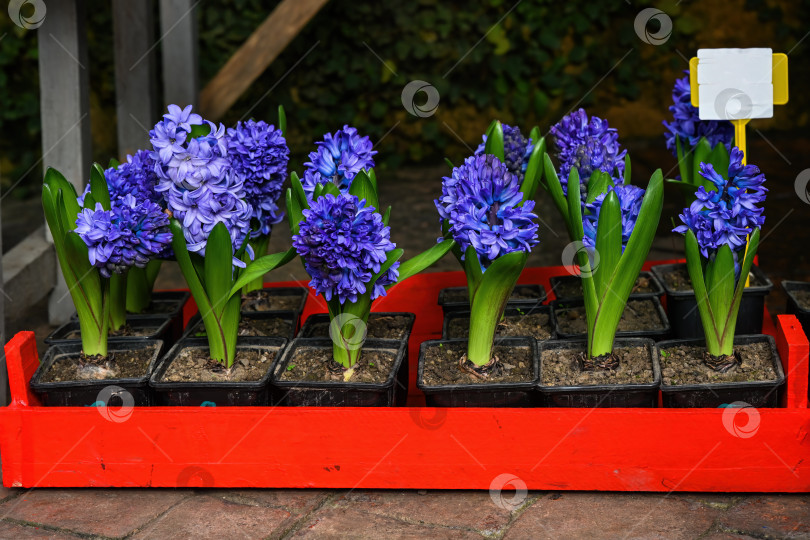 Скачать Крупный план цветка голубого гиацинта, распускающегося в весеннем саду. Красивое растение hyacinthus orientalis с зелеными листьями в горшке для природного декора и дизайна. фотосток Ozero