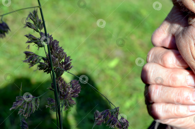 Скачать Аллергия на цветение злаковых фотосток Ozero