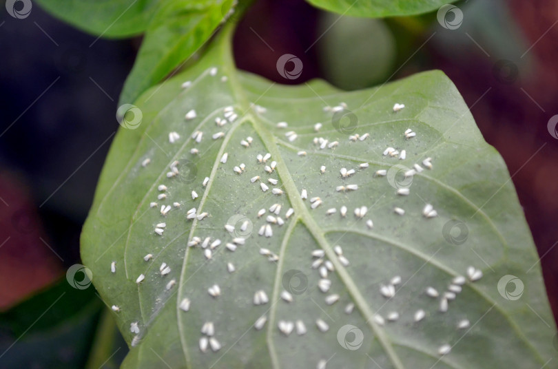 Скачать Вредители огородных растений. Белокрылка на листе перца фотосток Ozero