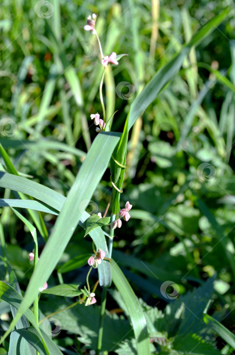 Скачать Повилика (Cuscuta), растение-разить. фотосток Ozero