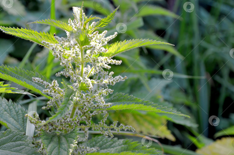 Скачать Цветет крапива двудомная (Urtica dioica) фотосток Ozero