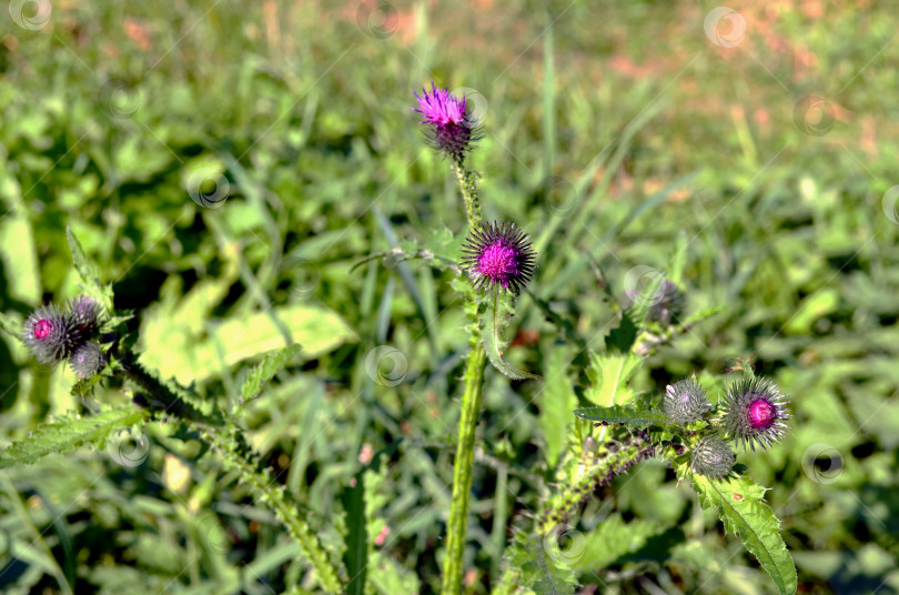 Скачать Ответчик татарник кольчатый (Onopordum acanthium) фотосток Ozero