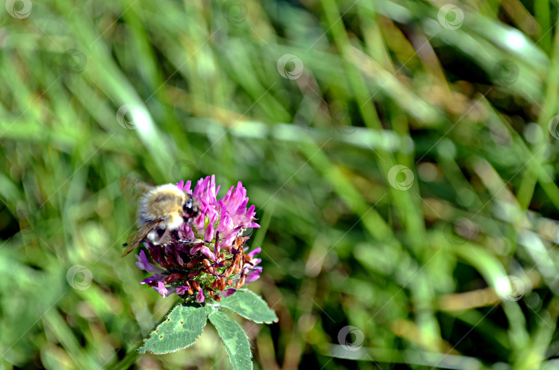 Скачать Шмель на цветке клевера фотосток Ozero