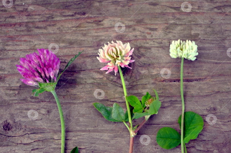 Скачать Разные виды клевера на деревянной поверхности фотосток Ozero
