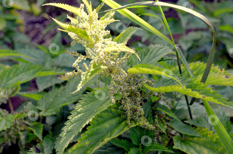 Скачать Цветет крапива двудомная (Urtica dioica) фотосток Ozero