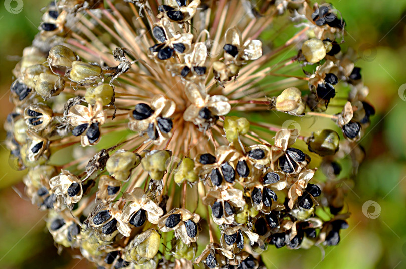 Скачать Семенная головка лука-слизуна с семенами. Крупный план фотосток Ozero
