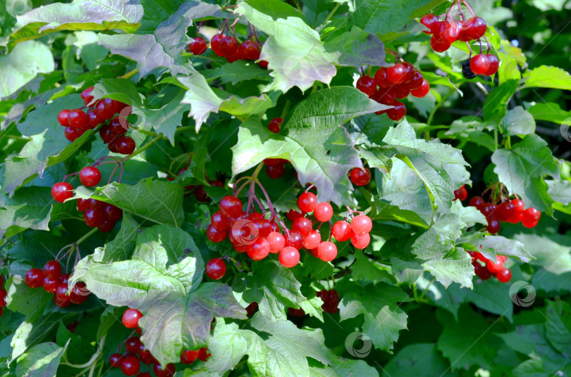 Скачать Кисти красных ягод калины обыкновенной на кусте фотосток Ozero