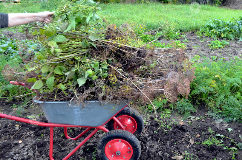 Скачать Уборка ботвы на огороде после сбора урожая фотосток Ozero