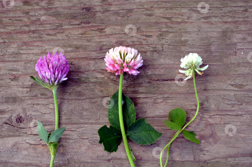 Скачать Разные виды клевера на деревянной поверхности фотосток Ozero