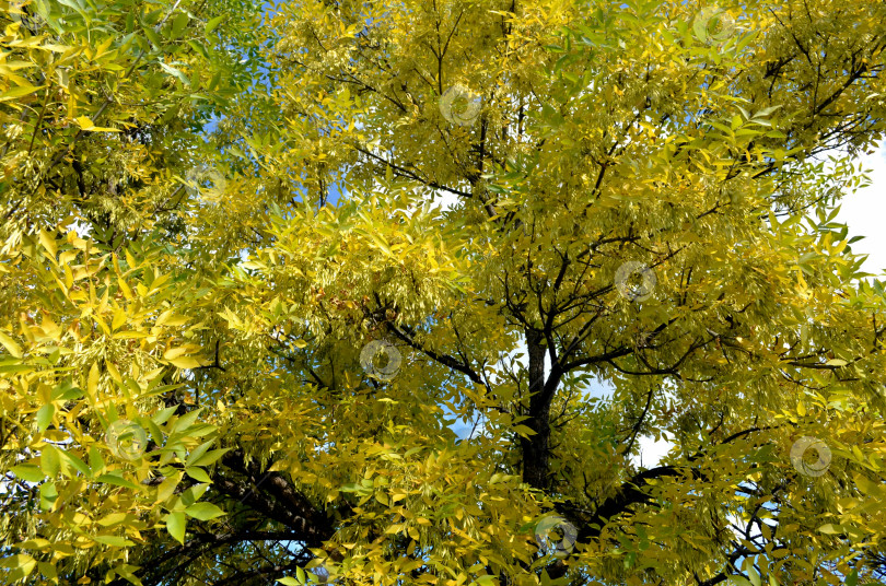 Скачать Ясень в осеннем наряде фотосток Ozero