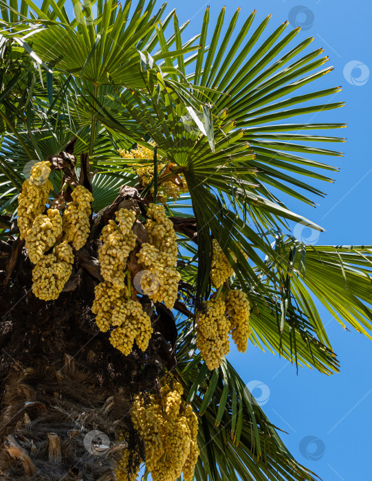Скачать Цветущая китайская пальма ветряная мельница (Trachycarpus fortunei) или пальма Чусан в адлерском дендрарии "Южные культуры". Крупный план желтых цветов. Весна. Сириус (Адлер), Сочи. Концепция дизайна, основанная на природе. фотосток Ozero