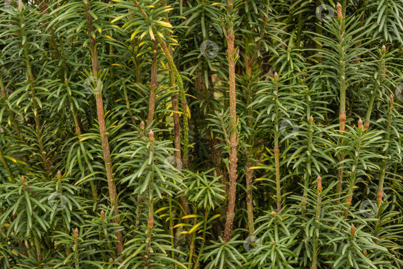 Скачать Cephalotaxus Harringtonii Drupacea fastigiata depressa, известный как японский сливовый тис, головоногий тис Харрингтона или сосна коровий хвост.  Адлерский дендрарий "Южные культуры". Сириус (Адлер) Сочи. фотосток Ozero