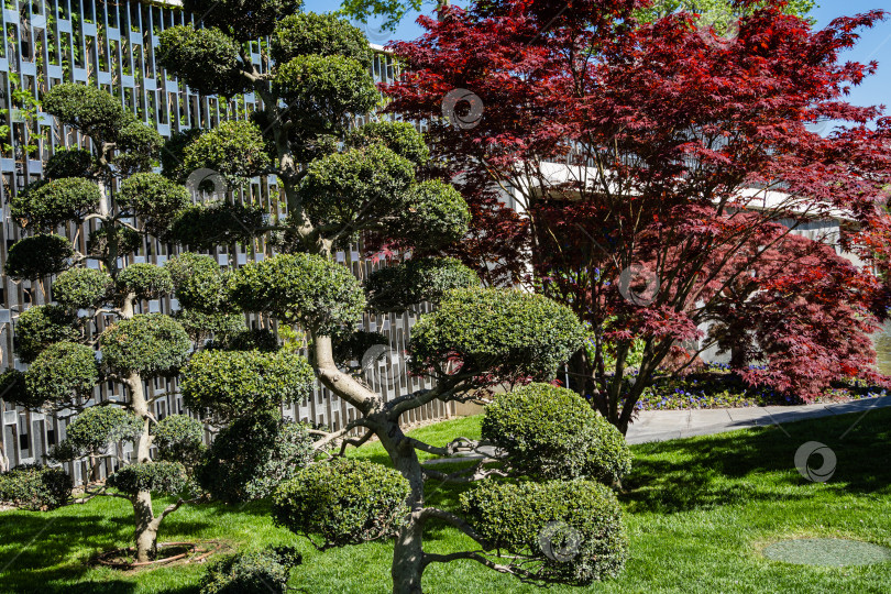 Скачать Изящное дерево Acer Palmatum Dissectum с красными листьями на берегу искусственного пруда. Стилизованный японский дворик в городском парке "Краснодар". Галицийский парк. Солнечный день. фотосток Ozero