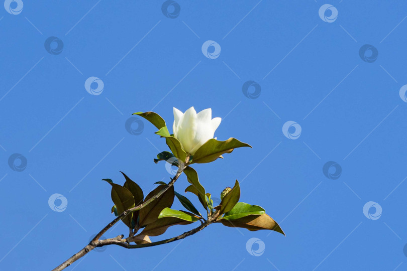 Скачать Белый крупный цветок на ветке вечнозеленой южной магнолии (Magnolia Grandiflora) с зелеными листьями на фоне голубого неба. Выборочный обзор. Крупный план. Городской парк "Краснодар". Лето 2021. фотосток Ozero