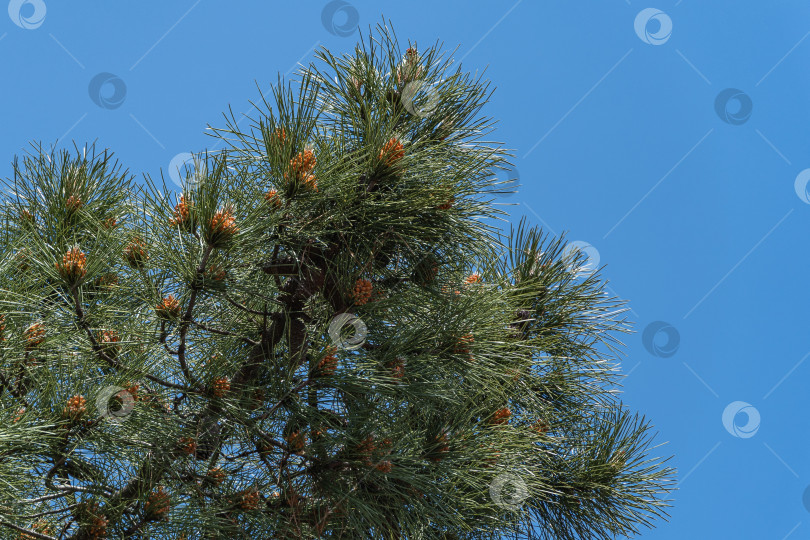 Скачать Pinus radiata, сосна Монтерея или сосна инсигнис в цвету. Размытый фон. Выборочный фокус. Крупный план. Шишки для опыления на ветках сосны. Весна. Адлерский дендропарк "Южные культуры". Сириус. Сочи. фотосток Ozero