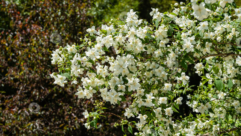 Скачать Цветущие кусты жасмина Philadelphus coronarius и сладкого чубушника в адлерском дендрарии "Южные культуры". Белые цветы на ветках сладкого муляжа апельсина на размытом фоне. Выборочный фокус. фотосток Ozero
