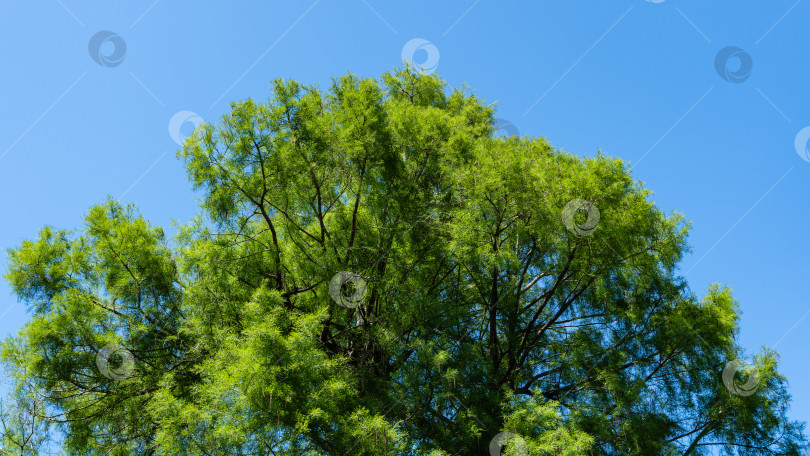 Скачать Таксодиум слизистый (Taxodium Huegelii Lawson), широко известный как лысый кипарис Монтесумы, в Адлерском дендрарии "Южные культуры". Зеленая листва кипариса Монтесумы на фоне голубого весеннего неба. фотосток Ozero