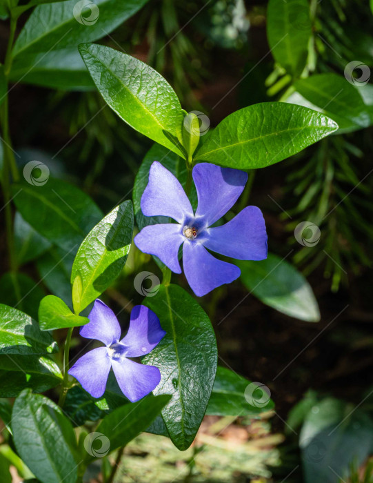 Скачать Синие цветы барвинка малого (Vinca minor) на размытом фоне весенней зелени сада. Выборочный фокус.Крупный план. Барвинок малый или обыкновенный растет в диком лесу и в ландшафтном саду фотосток Ozero
