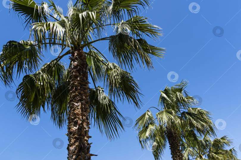 Скачать Пальма Washingtonia filifera, широко известная как калифорнийская веерная пальма, в курортном городе Адлер. Вид на пальмовую аллею в дендрарии Южных культур на фоне голубого весеннего неба. фотосток Ozero