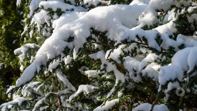 Скачать Ветви можжевельника Juniperus squamata Meyeri под шапками белого снега. Крупный план. Зимний сад с вечнозеленым ландшафтом. Концепция дизайна, основанная на природе фотосток Ozero