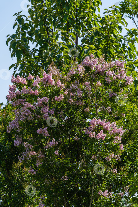 Скачать Цветение мирта обыкновенного (Lagerstroemia indica) розовыми цветами в ландшафтном парке "Краснодар". Крупный план. Соцветия розовых цветов на размытом фоне. Выборочный фокус. Лето 2021 года. фотосток Ozero