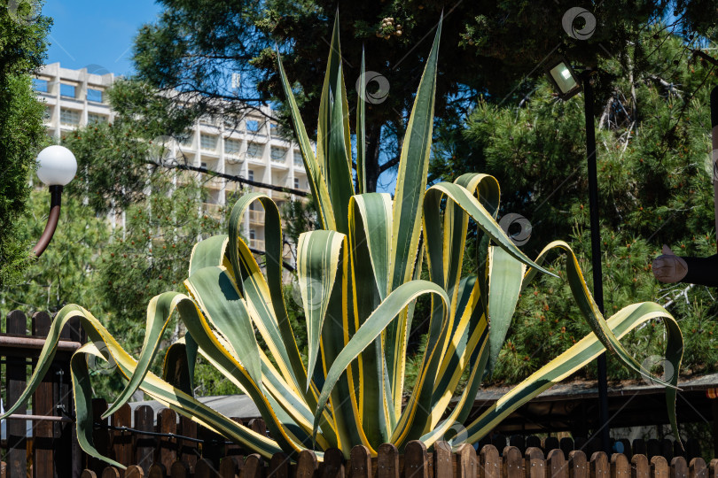 Скачать Агава мексиканская (Agave americana) в полоску на фоне вечнозеленых растений. Крупный план. Род Агава, подсемейство агавовые, семейство спаржевые в ландшафтном городском парке города-курорта Адлер.. Сочи. фотосток Ozero