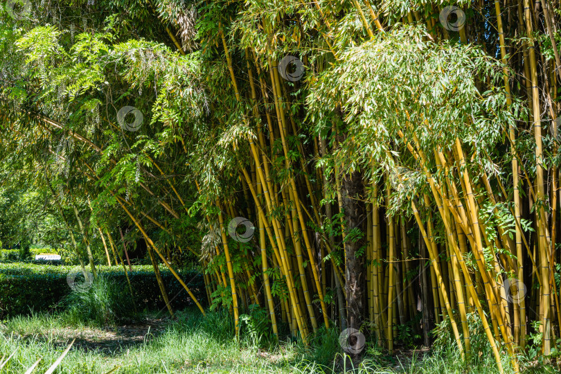Скачать Заросли вечнозеленого изящного золотистого бамбука Phyllostachys aureosulcata в адлерском дендропарке "Южные культуры". Вдоль дорожек дендропарка растут толстые стволы золотистого бамбука фотосток Ozero
