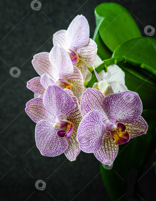 Скачать Розовый полосатый цветок орхидеи wit points Phalaenopsis 'Demi Deroose', известный как орхидея-мотылек, на размытом темном фоне. Выборочный фокус крупным планом. Природная концепция дизайна. фотосток Ozero