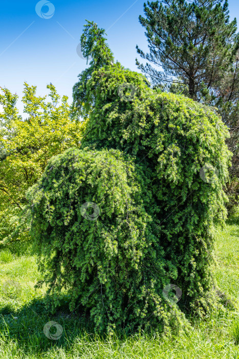 Скачать Плакучий гималайский кедр (Cedrus Deodara Pendula) с красивой зеленой хвоей на фоне голубого весеннего неба. Дендрарий "Южные культуры" в Сириусе (Адлер), Сочи. Природный фон для любого дизайна. фотосток Ozero