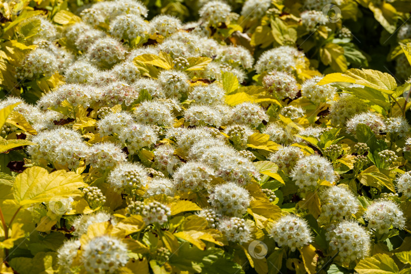 Скачать Белые цветы на кустах Physocarpus opulifolius Nugget или Ninebark с золотистыми листьями. Размытый фон. Выборочный фокус. Террасы в общественном ландшафтном парке Краснодара или Галицкого. 2021 год. фотосток Ozero