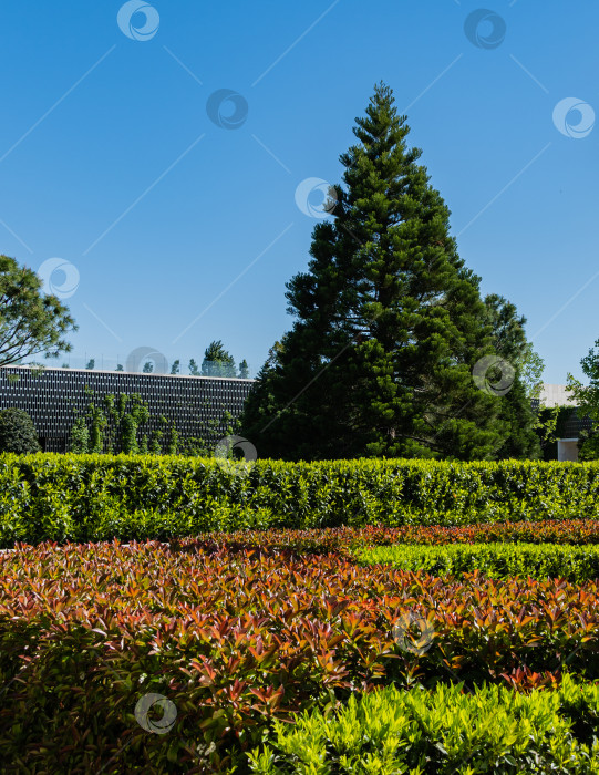 Скачать Молодой секвойядендрон гигантский (giant sequoia) на зеленой лужайке на фоне голубого неба в городском ландшафтном парке Краснодара. Общественный ландшафт "Парк Галицкого" солнечным летом 2021 года. фотосток Ozero